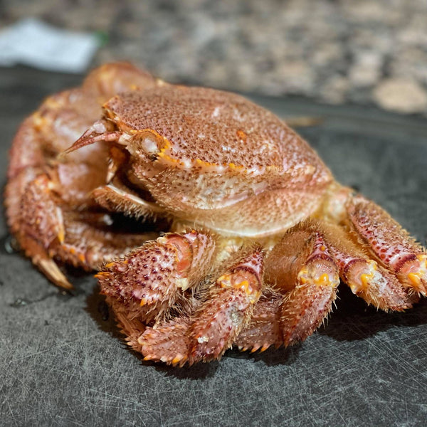 Fresh Hokkaido Horsehair Crab 北海道新鮮毛蟹