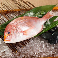 Golden Sea Bream (Renkodai) 連子鯛