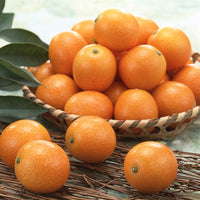 Miyazaki Kumquat (Kinkan) 宮崎金柑