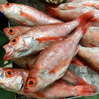 Blackthroat Seaperch (Nodoguro) 新鮮赤鯥 (黑喉)