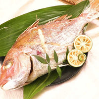 Golden Sea Bream (Renkodai) 連子鯛