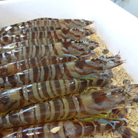 Japanese Tiger Prawn (kurumaebi) 新鮮車海老