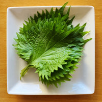 Shiso leaves 新鮮日本大葉（青紫蘇）