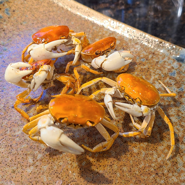 Miyazaki Fresh Water Crab (Sawagani) 宮崎産野生小澤蟹