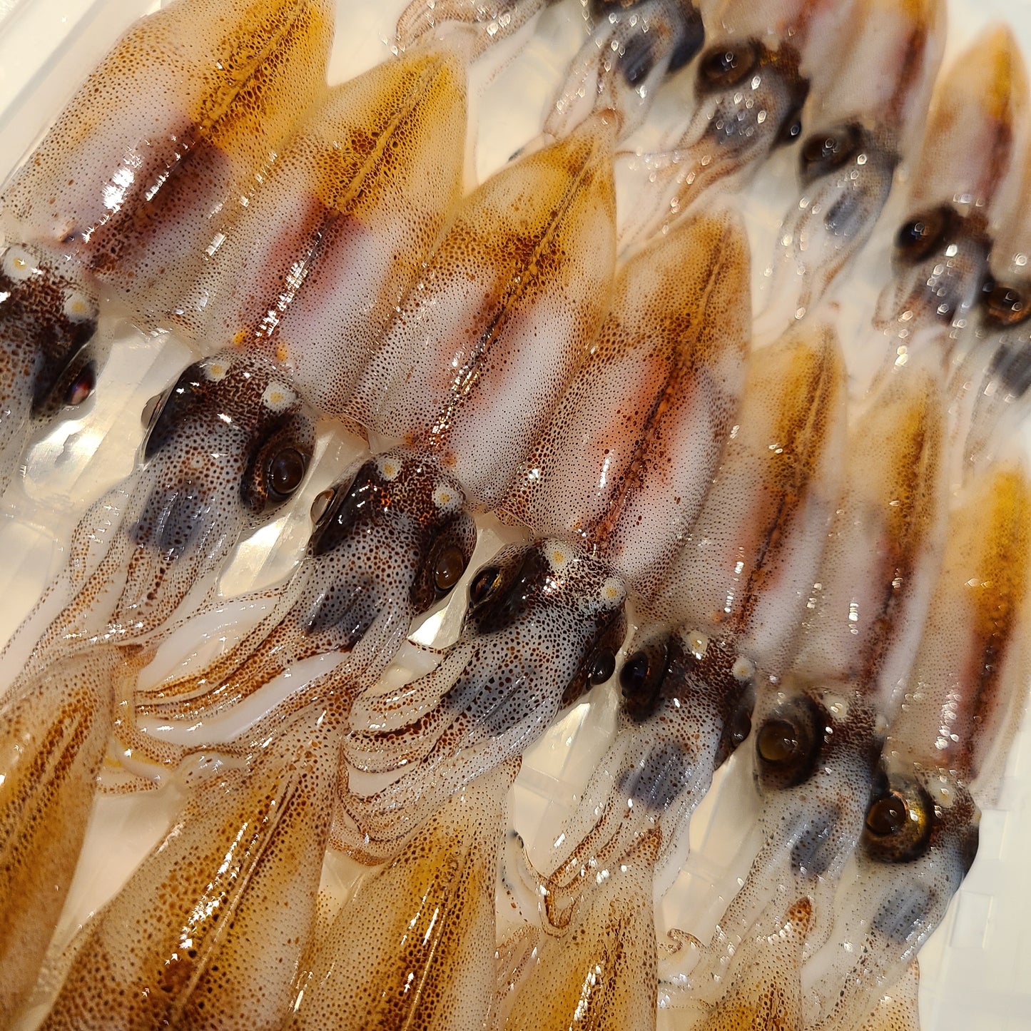 Fresh Toyama Firefly Squid (Hotaru Ika) 富山新鮮螢火蟲魷魚