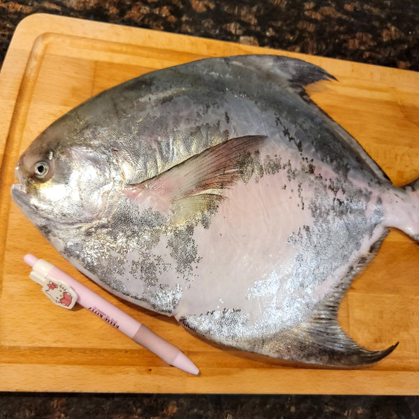 Fresh Silver Pomfret (Managatsuo) 新鮮日本䱽魚/鯧魚