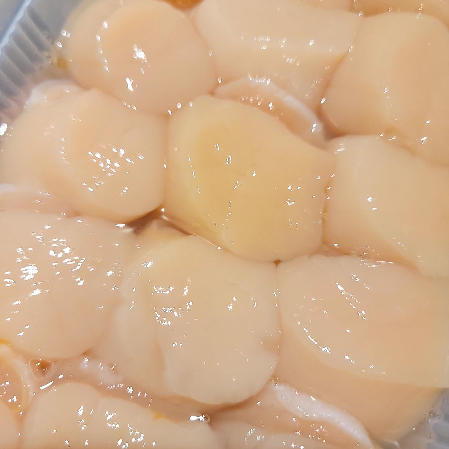 Fresh Hokkaido Scallops 北海道新鮮元貝