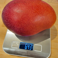 Miyazaki Kanjuku Mango 宮崎縣產完熟芒果