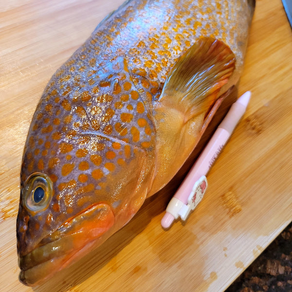 Fresh Red Spotted Grouper (kijihata) 新鮮赤點石斑魚