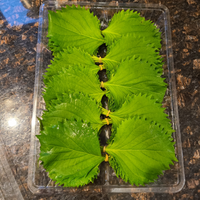 Shiso leaves 新鮮日本大葉（青紫蘇）