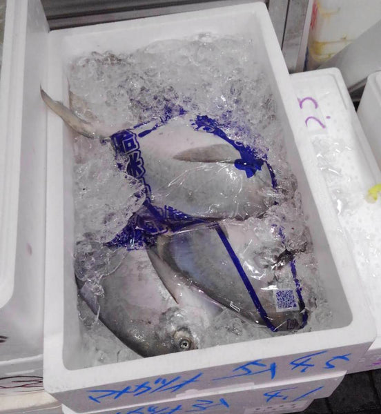 Fresh Silver Pomfret (Managatsuo) 新鮮日本䱽魚/鯧魚