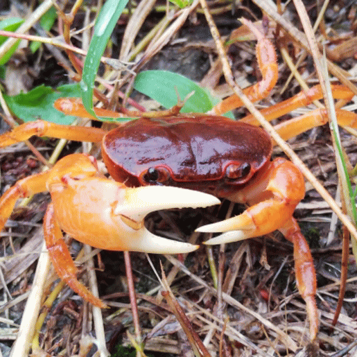 Miyazaki Fresh Water Crab (Sawagani) 宮崎産野生小澤蟹