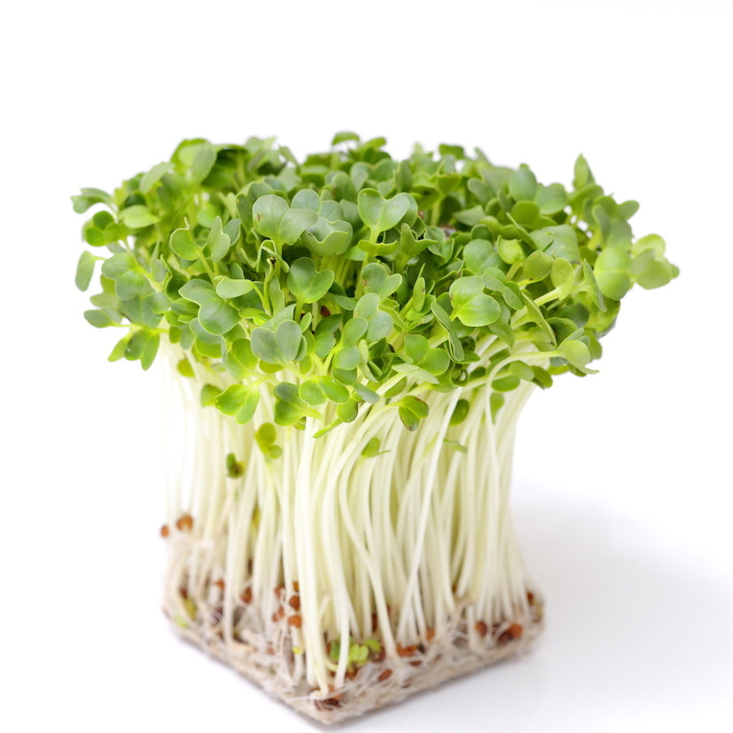 Daikon Radish Sprouts (Kaiware) 新鮮日本蘿蔔苗