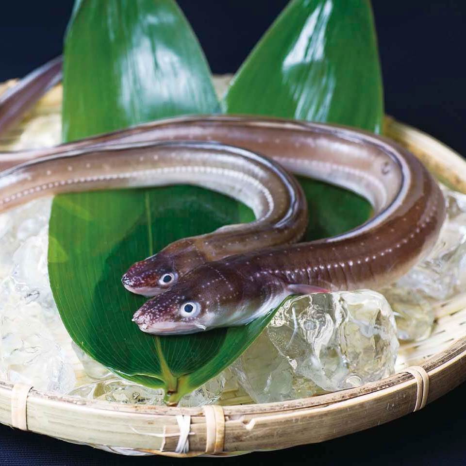 Fresh Salt Water Eel (Anago) 新鮮日本星鰻