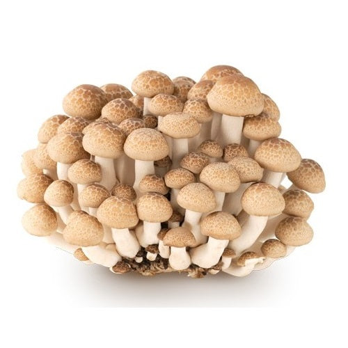 Shimeji Mushroom 新鮮日本本菇