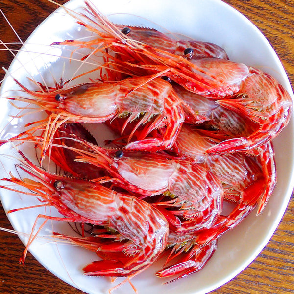Fresh Morotoge Red Shrimp (shimaebi) 新鮮縞海老
