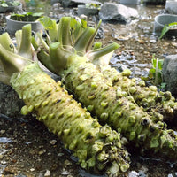 Shizuoka Fresh Wasabi Root 静岡新鮮山葵