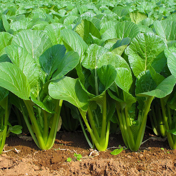 Japanese Mustard Spinach (Komatsuna) 新鮮日本小松菜