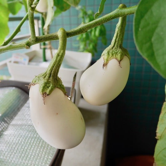 Japanese White Eggplant 日本白茄子– Fukuya Foods
