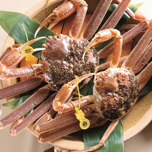 Japanese Snow Crab (Echizen Gani) 日本新鮮越前蟹