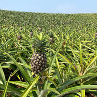 Okinawa Peach Pineapple 沖繩桃香菠蘿