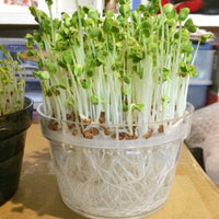 Daikon Radish Sprouts (Kaiware) 新鮮日本蘿蔔苗