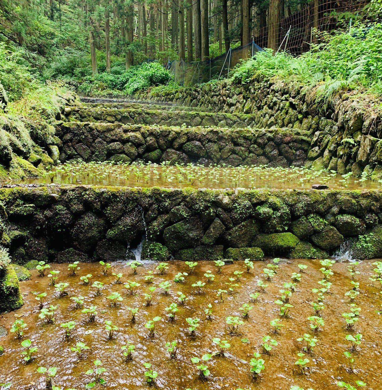 Shizuoka Fresh Wasabi Root 静岡新鮮山葵