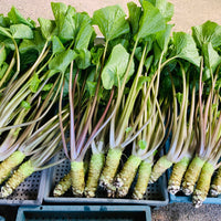 Shizuoka Fresh Wasabi Root 静岡新鮮山葵