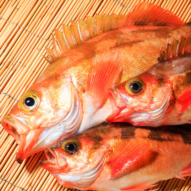 Japanese Red Seaperch (Mebaru) 新鮮目張魚