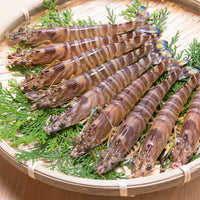 Japanese Tiger Prawn (kurumaebi) 新鮮車海老