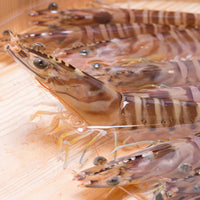 Japanese Tiger Prawn (kurumaebi) 新鮮車海老