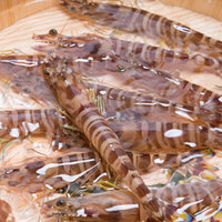 Japanese Tiger Prawn (kurumaebi) 新鮮車海老