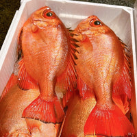 Bigeye Snapper (Chikame Kintoki) 大眼鯛 (大眼雞)