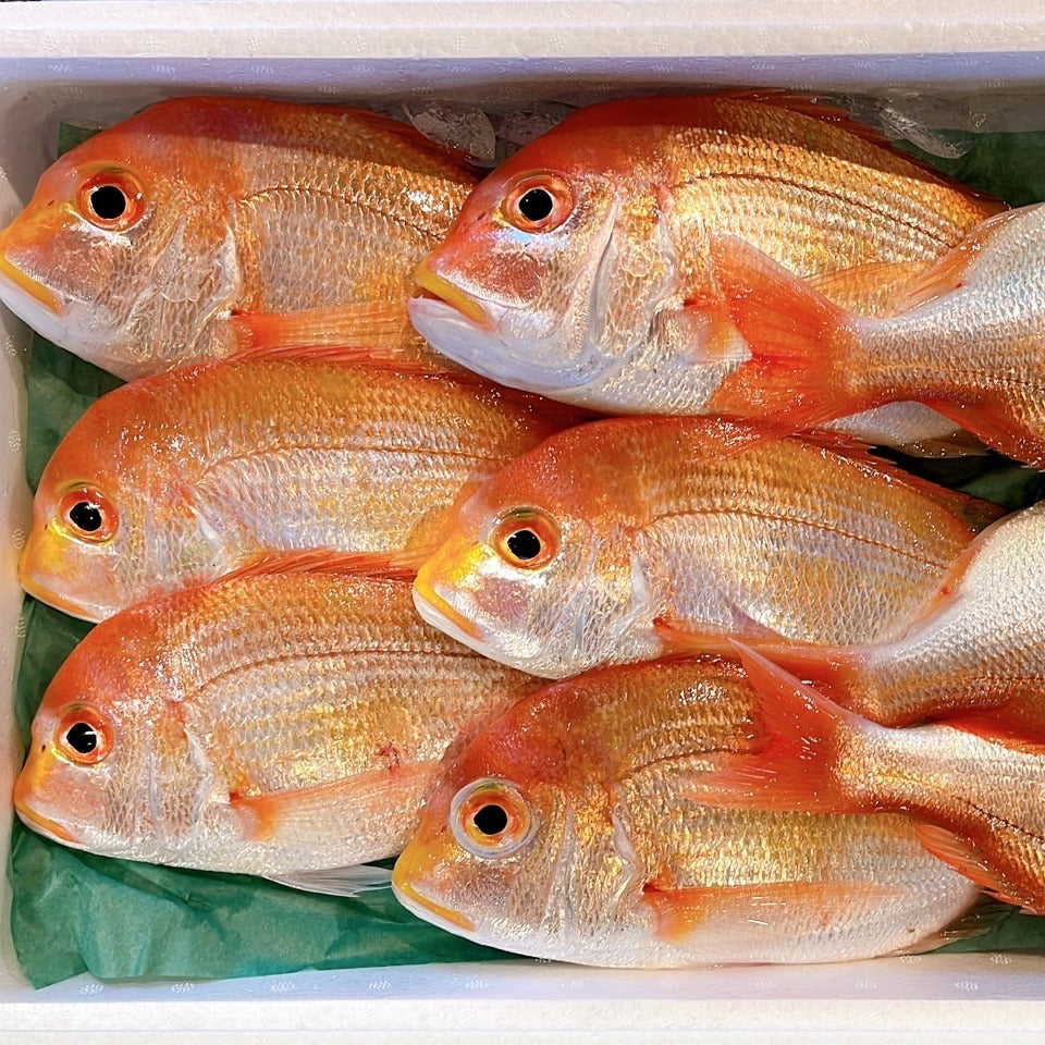 Fresh Golden Sea Bream (Renko dai) 新鮮連子鯛