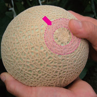 Shizuoka Crown Melon 靜岡皇冠蜜瓜