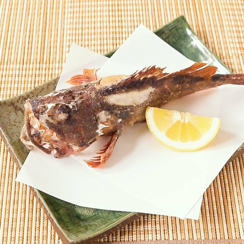 Fresh Scorpionfish (kasago) 新鮮石九公