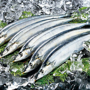 Fresh Pacific Saury (Sanma) 新鮮秋刀魚