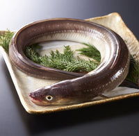 Salt Water Eel (Anago) 日本星鰻