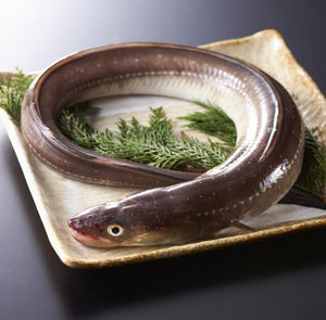 Fresh Salt Water Eel (Anago) 新鮮日本星鰻