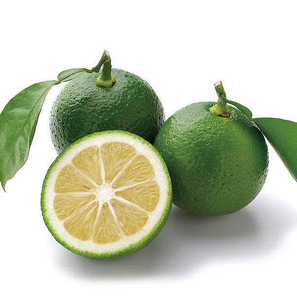 Japanese Lime Sudachi 德島名物酢橘