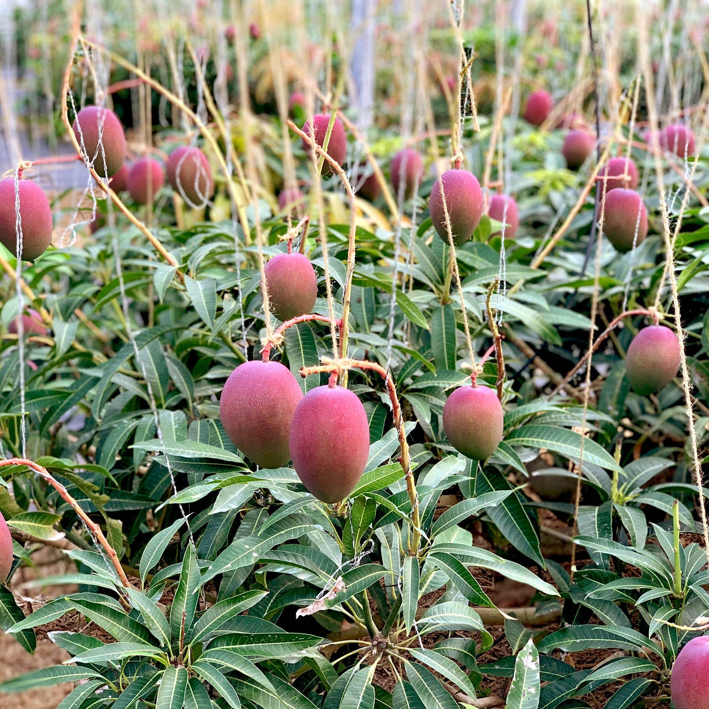 Okinawa Apple Mango 沖縄蘋果芒果