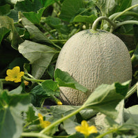 Hokkaido Yubari Melon 北海道夕張蜜瓜