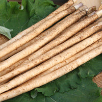 Japanese Burdock Root (Gobo) 新鮮日本牛蒡