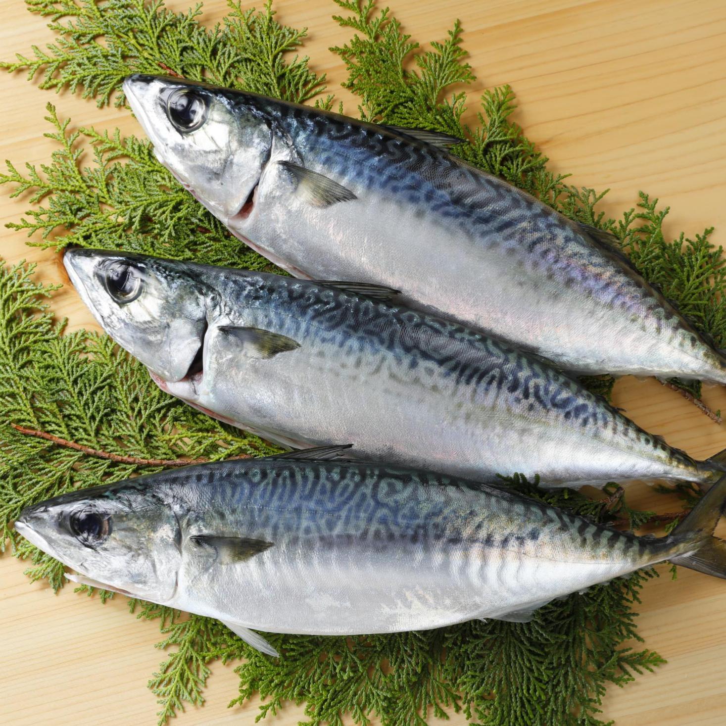 Fresh Chub Mackerel (saba) 新鮮鯖魚