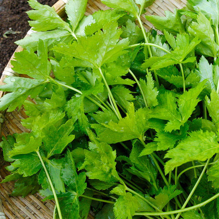 Japanese Parsley Mitsuba 新鮮三葉