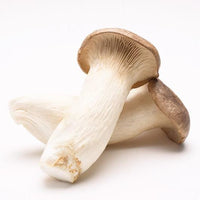 King Oyster Mushroom (Eryngii) 新鮮日本杏鮑菇