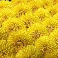 Japanese Chrysanthemum (Kogiku) 日本食用小菊