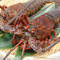 Japanese Spiny Lobster (Ise-ebi) 新鮮日本伊勢海老