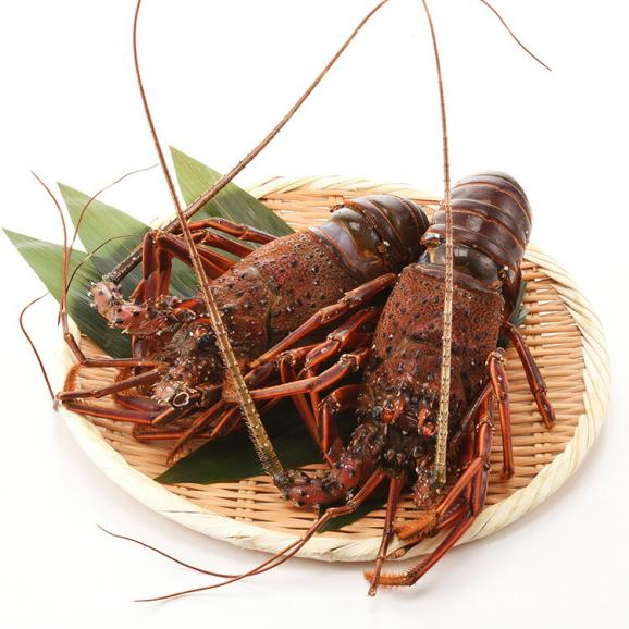 Japanese Spiny Lobster (Ise-ebi) 新鮮日本伊勢海老