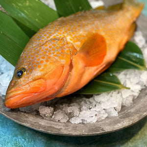 Fresh Red Spotted Grouper (kijihata) 新鮮赤點石斑魚